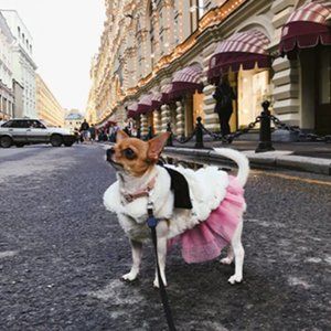 🎉 HOST PICK 🎉 Luxury White Bling Pet Coat Size M